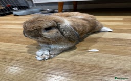 Mini Lop rabbits for sale: 2 male mini lops for sale - Advert 3
