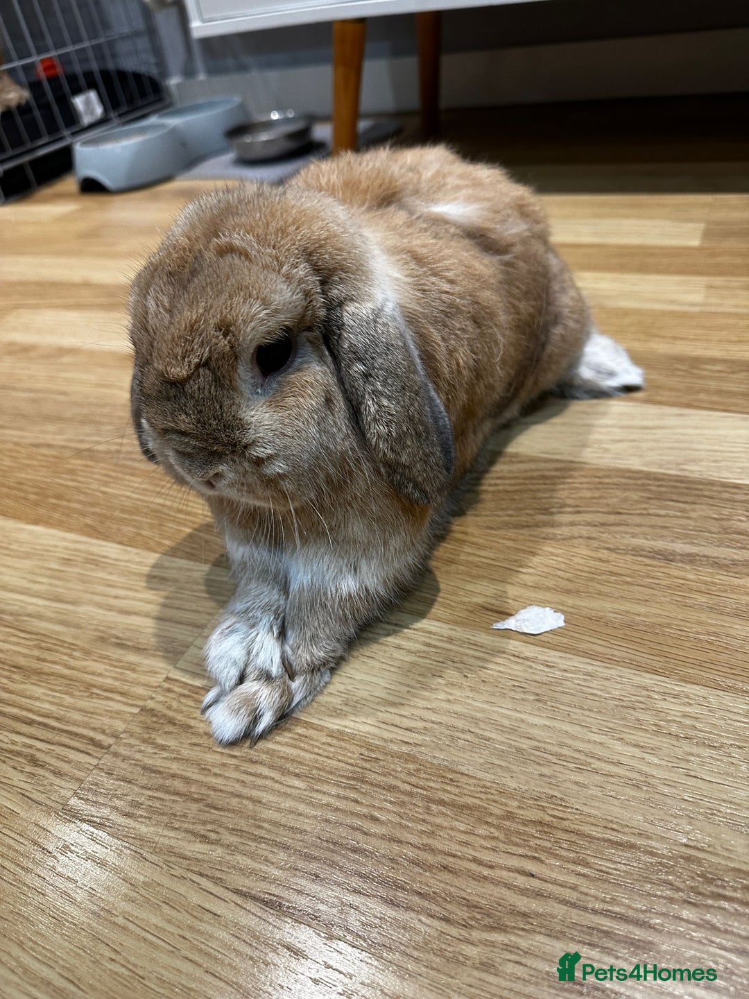 Mini Lop rabbits for sale: 2 male mini lops for sale - Advert 3