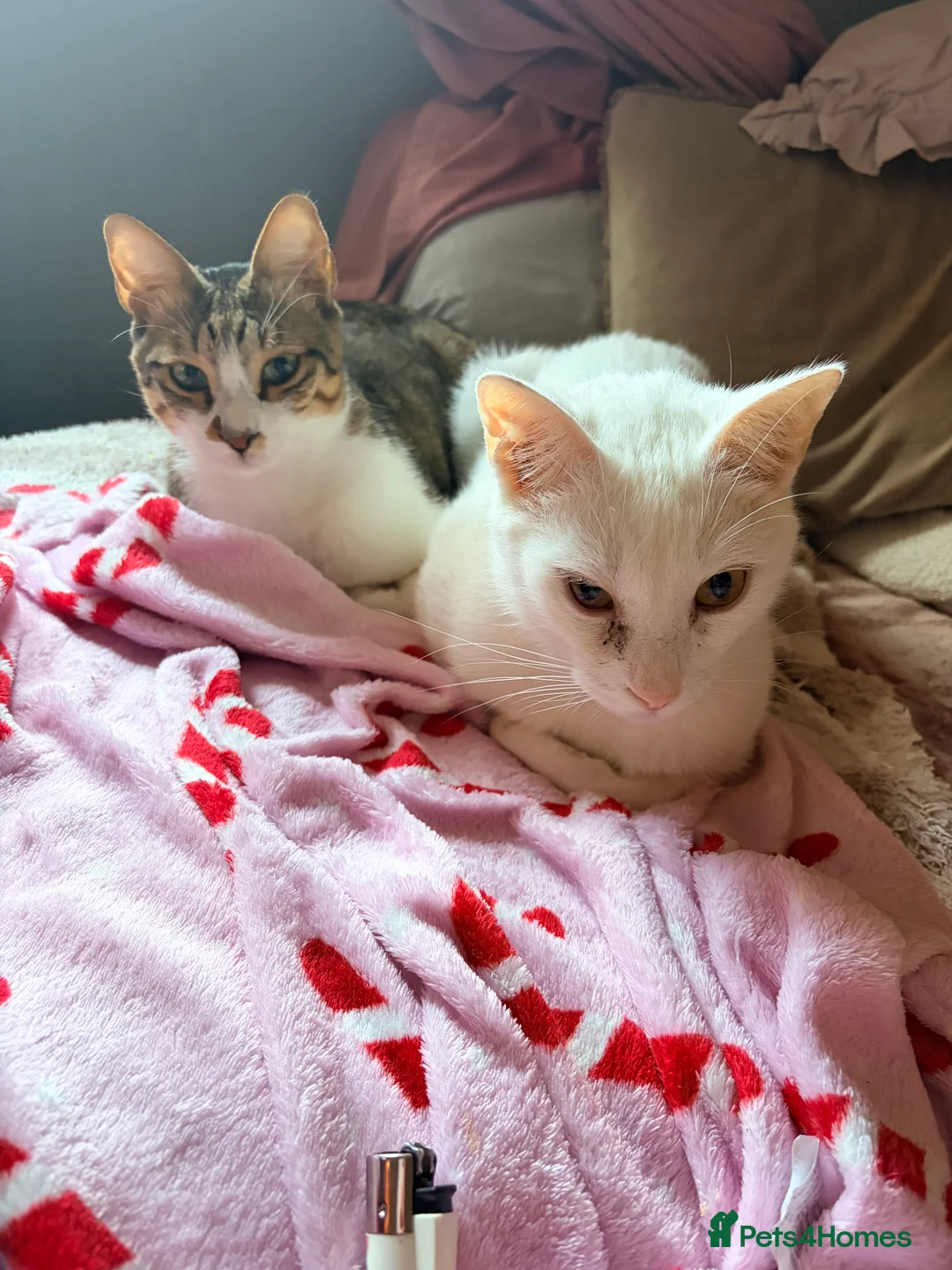 Arabian Mau cats for adoption: Toastie  - Advert 3