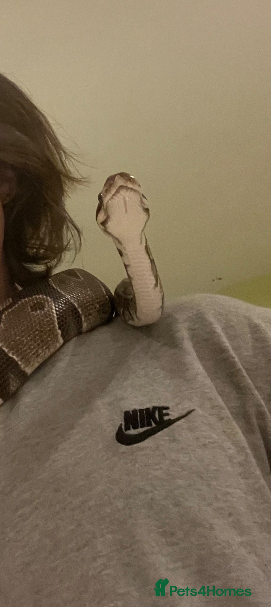 Python Snake reptiles Royal python with full setup - Advert 2