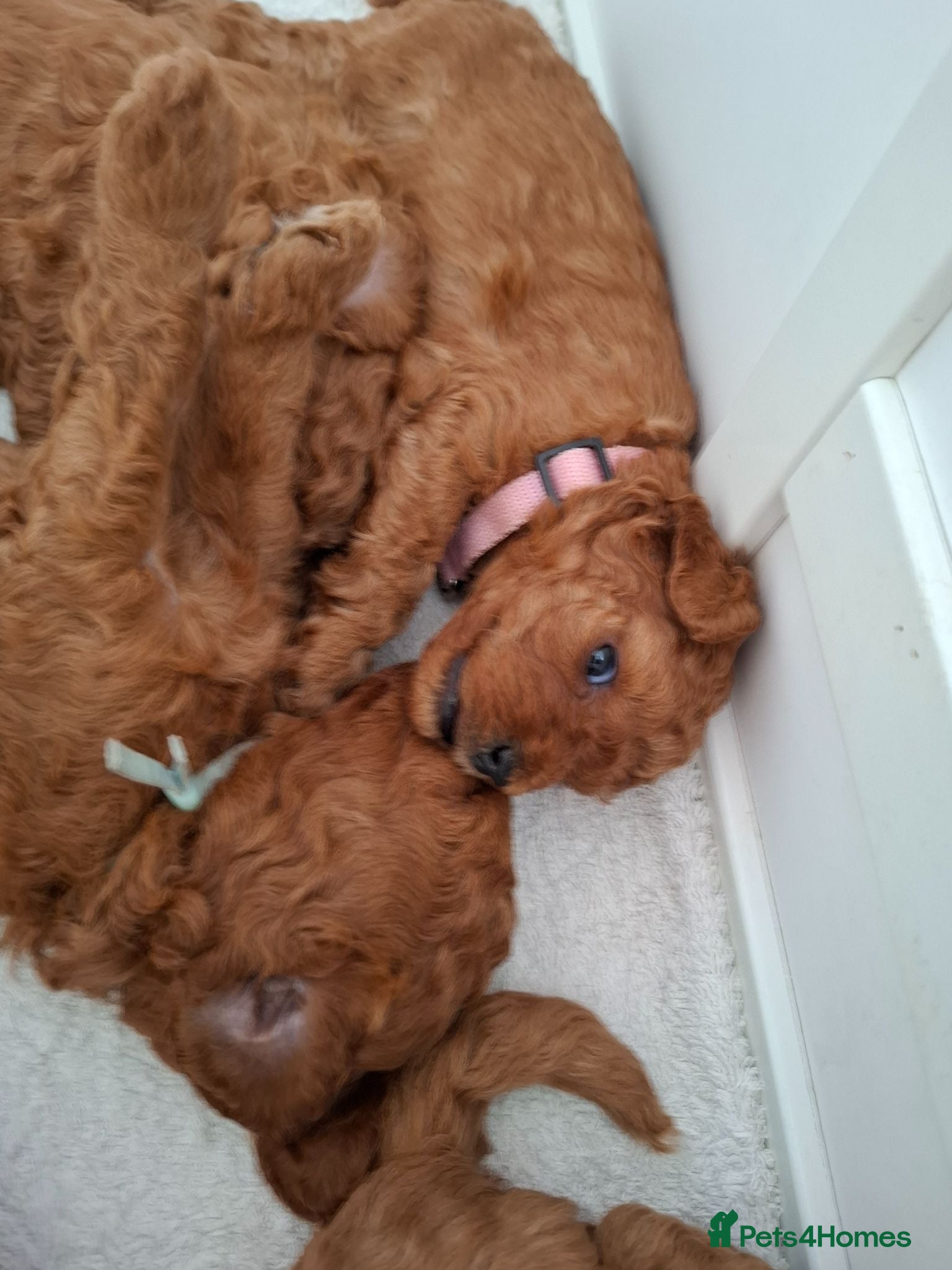 Cavapoo dogs Viewings now. Deep Red Superb Cavapoo pups F1b - Advert 2