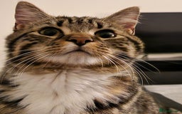 Mixed Breed cats for sale: Brown and white tabby cat - Image 6
