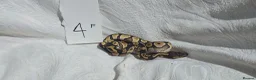Python Snake reptiles for sale: ball python-Mojave and royal mix - Advert 4