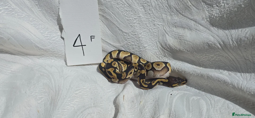 Python Snake reptiles for sale: ball python-Mojave and royal mix - Advert 4