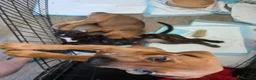 Mixed Breed dogs for sale: 2 Lurcher x Boxer puppies - Advert 15