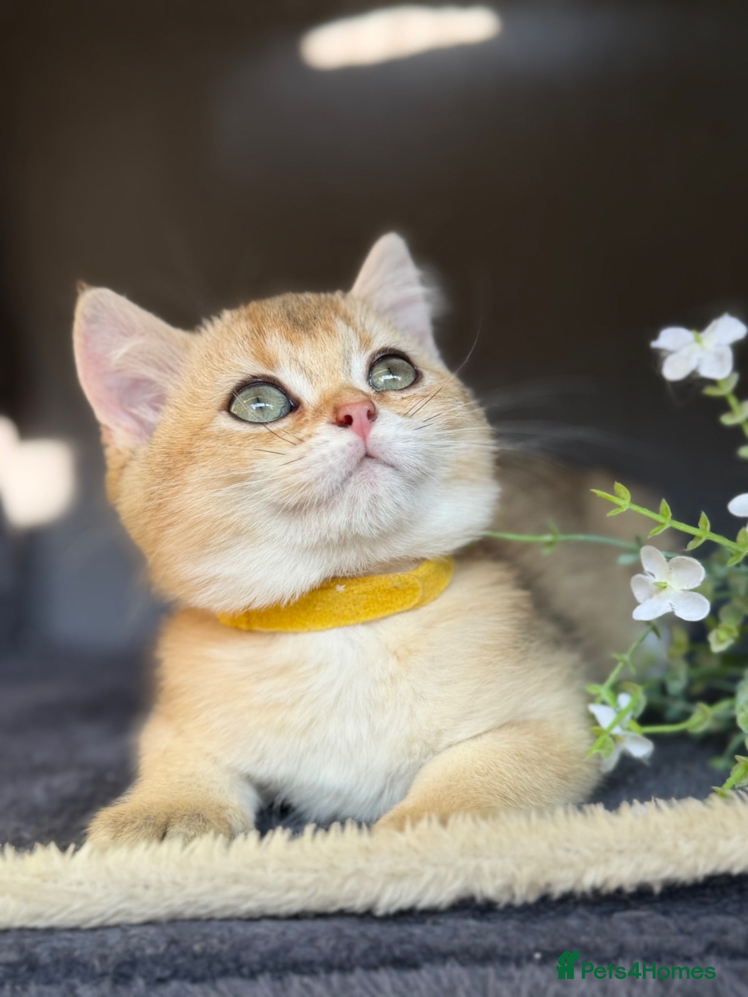 British Shorthair cats British shorthair blue/black golden kittens GCCF  - Advert 8