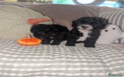 Maltipoo dogs for sale: Maltipoo  - Image 4