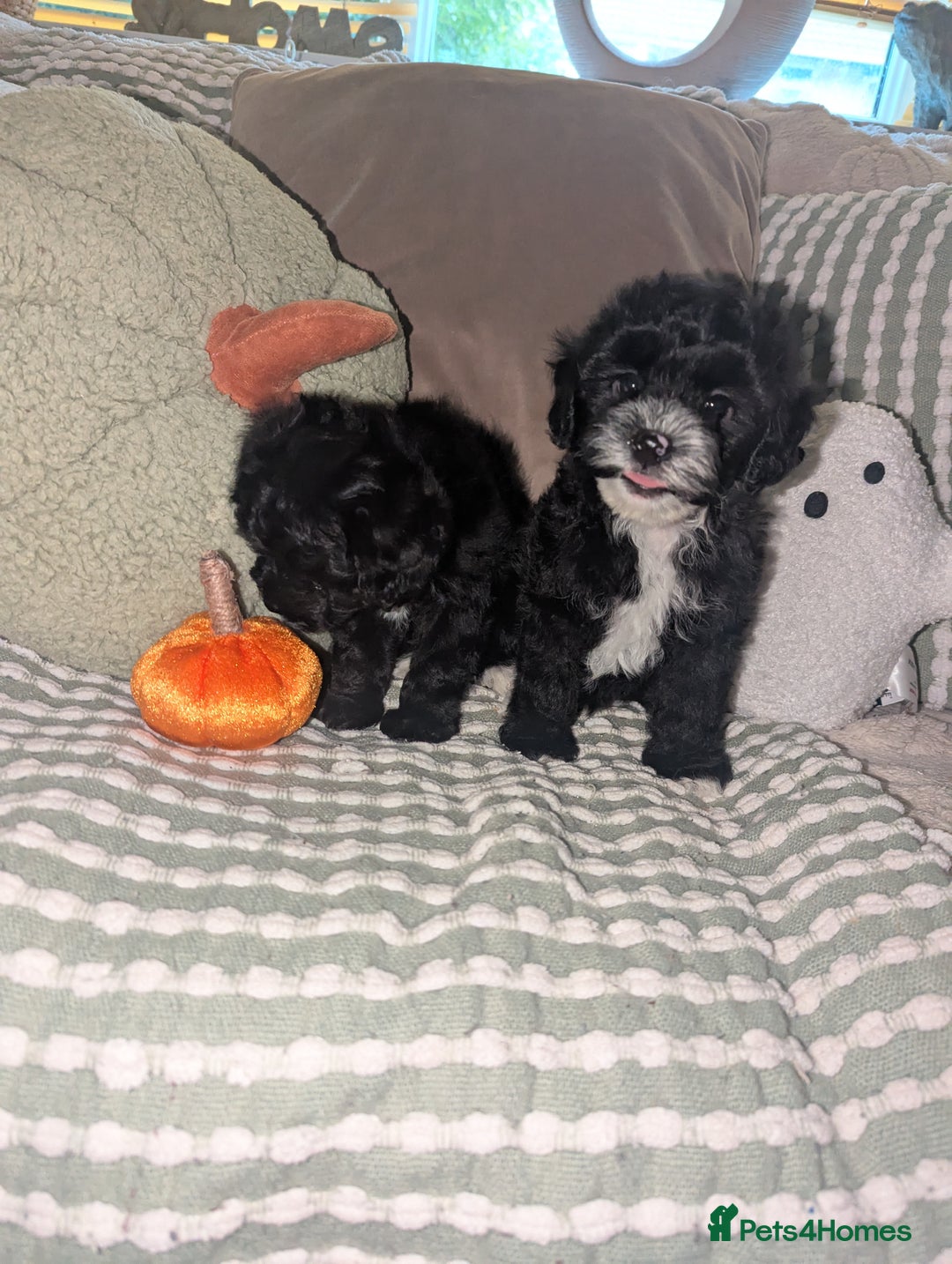 Maltipoo dogs for sale: Maltipoo  - Image 4