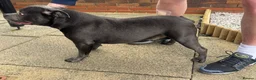 Staffordshire Bull Terrier dogs for stud: Blue Staff for Stud in Liverpool - Advert 3
