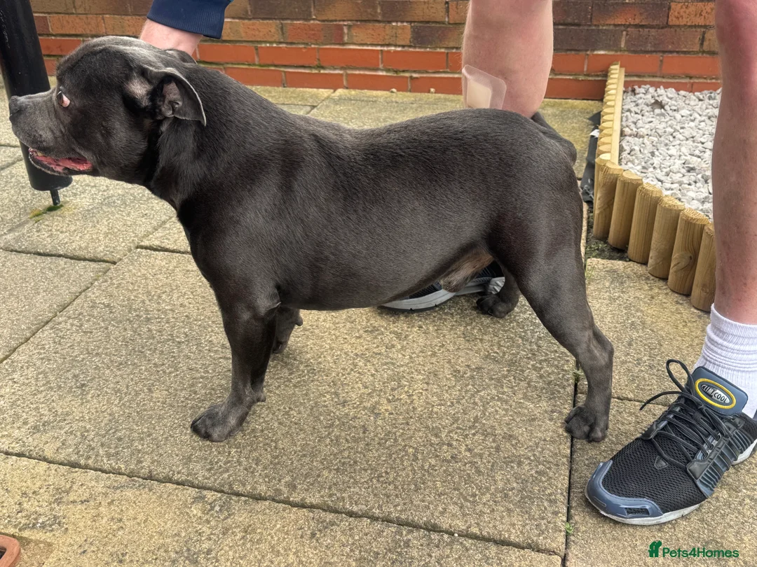 Staffordshire Bull Terrier dogs for stud: Blue Staff for Stud in Liverpool - Advert 3