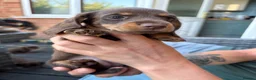 Miniature Dachshund dogs for sale: Miniature dachshund - Advert 5