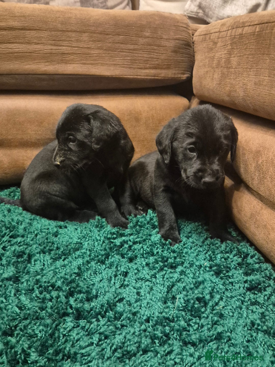 Labrador Retriever dogs for sale: Black labrador puppies  - Advert 6
