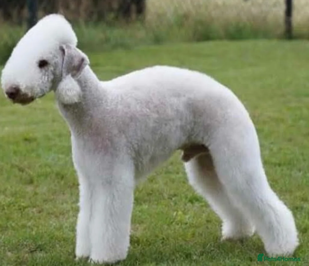 Bedlington Terrier dogs for sale: KC bedlington terrier pups 1 girl & 1 boy  - Advert 18