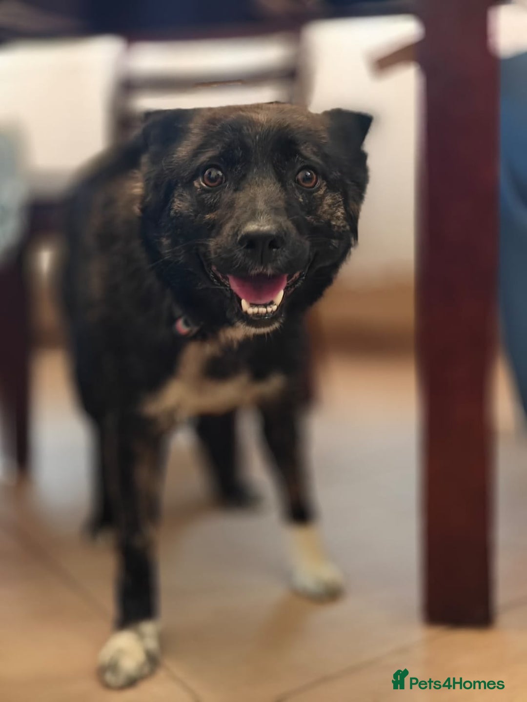 Mixed Breed dogs for adoption: 💖🐶 JUJU 🐶💖 - Image 7