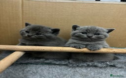 British Shorthair cats for stud: GCCF Active BLUE BOY for stud 💙 in Bexleyheath - Image 18