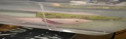 Axolotl reptiles for sale: Male axolotl  - Advert 5