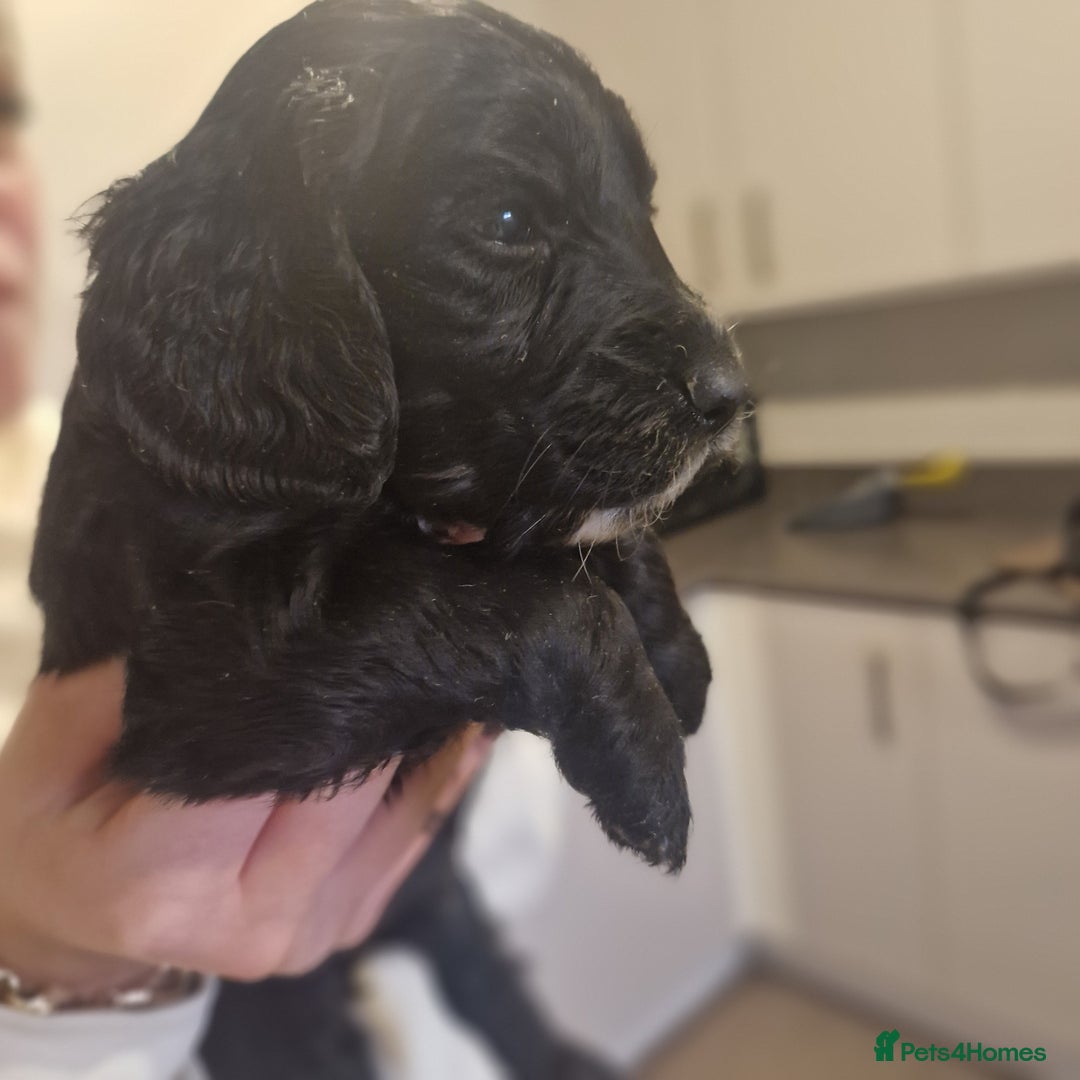 Cockapoo dogs for sale: 6 beautiful F2 cockapoos for sale!    - Advert 21
