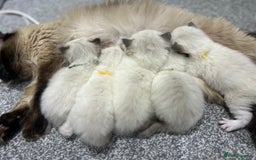 Ragdoll cats for sale: Christmas Ragdoll kitten dolls available  - Image 15