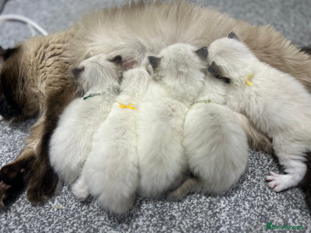Ragdoll cats for sale: Christmas Ragdoll kitten dolls available  - Image 15