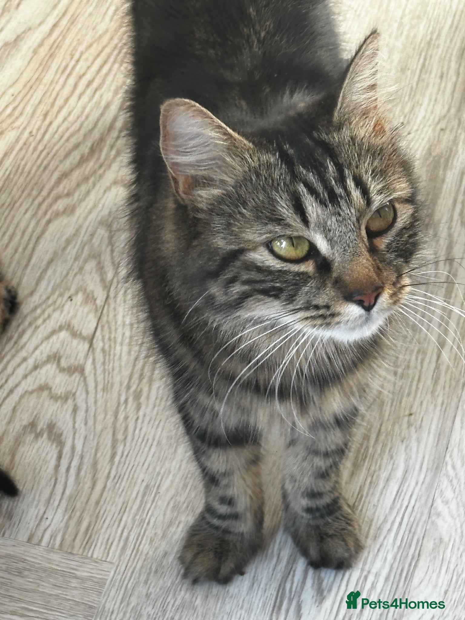 Mixed Breed cats 5 Female blonde Tabby’s and 1 black female - Advert 1