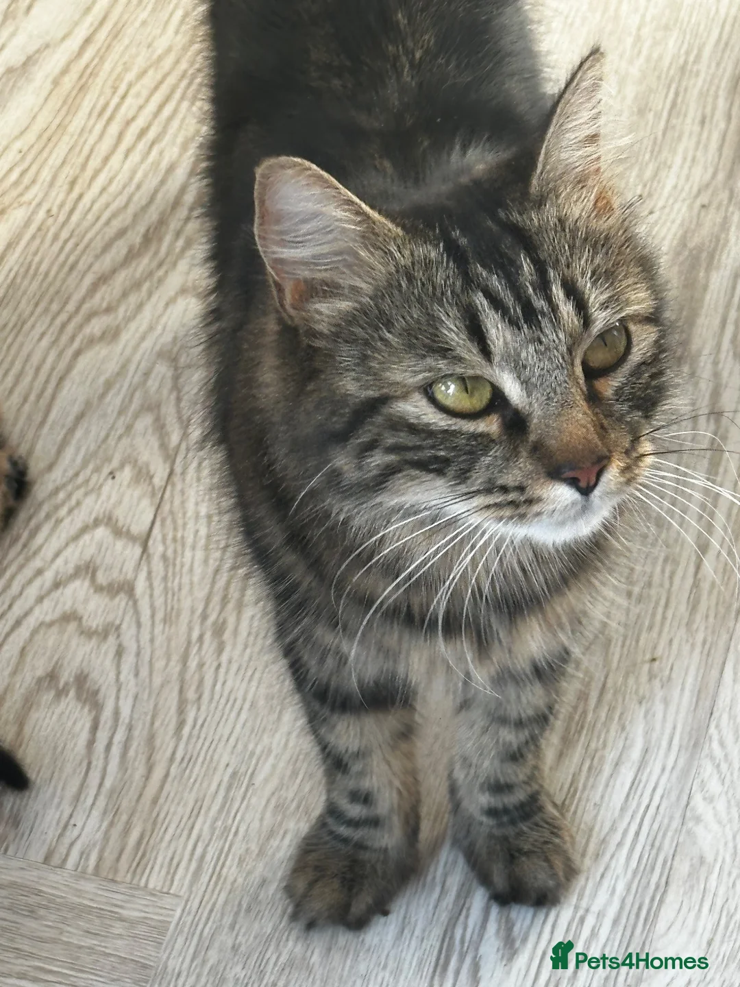 Mixed Breed cats for sale: 5 Female blonde Tabby’s and 1 black female - Advert 1