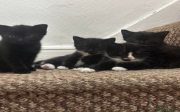 Exotic cats for sale: Kitten for sale - Image 2