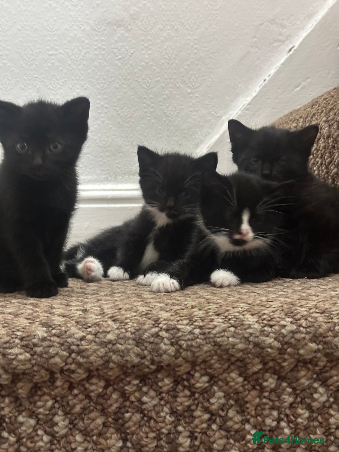 Exotic cats for sale: Kitten for sale - Image 2