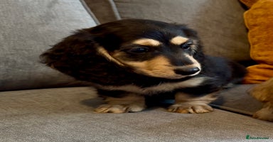 Miniature Dachshund dogs - Advert 1