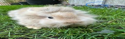 Lionhead rabbits for sale: Lionhead Rabbits For Sale  - Advert 9