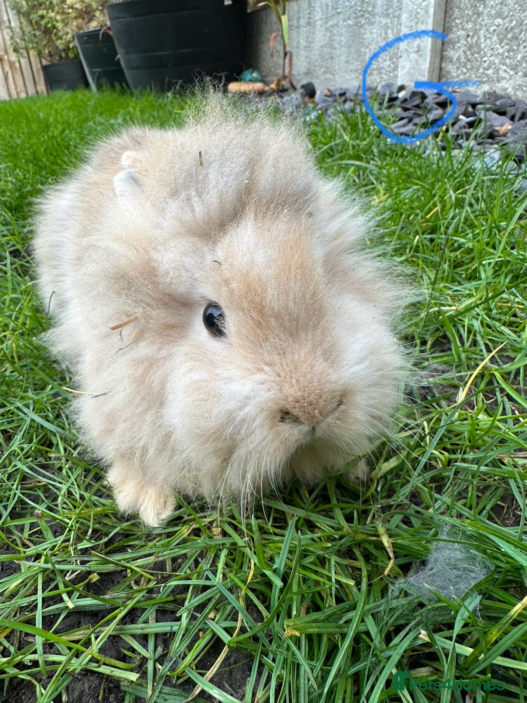 Lionhead rabbits for sale: Lionhead Rabbits For Sale  - Advert 9
