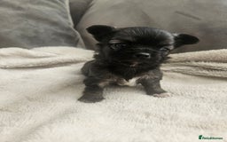 Chihuahua dogs for sale: Beautiful Chihuahua pups - Image 9