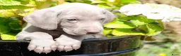 Weimaraner dogs for sale: Handsome male KC Registered Weimaraner pups  - Advert 18