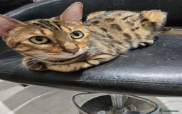 Bengal cats for sale: Bengal kittens - Image 9
