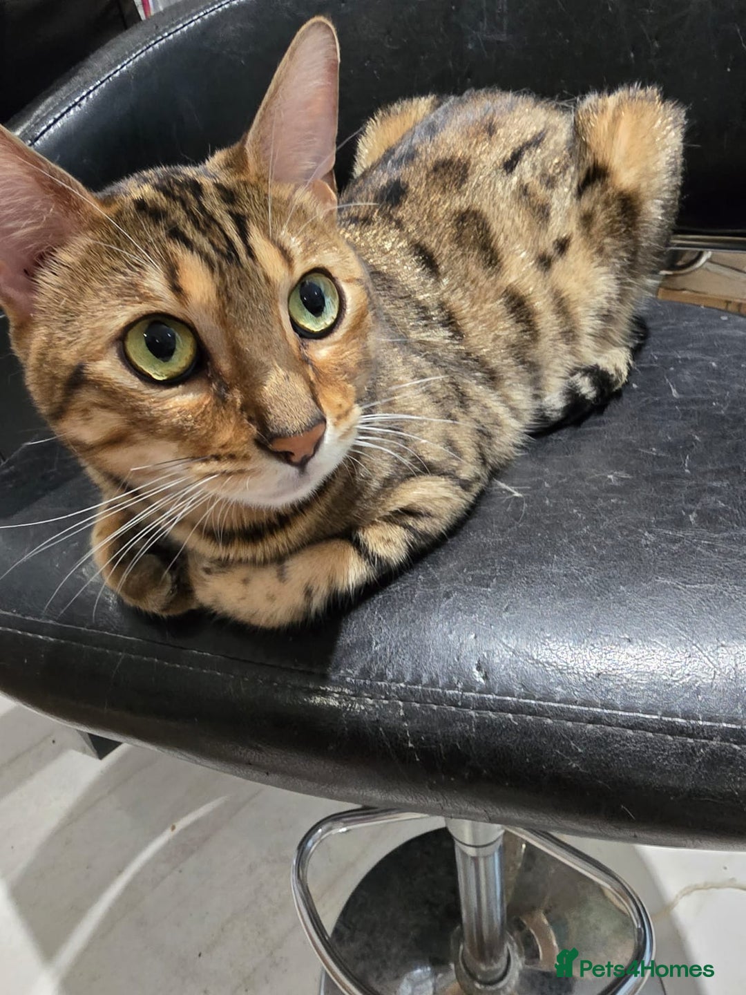 Bengal cats for sale: Bengal kittens - Image 9