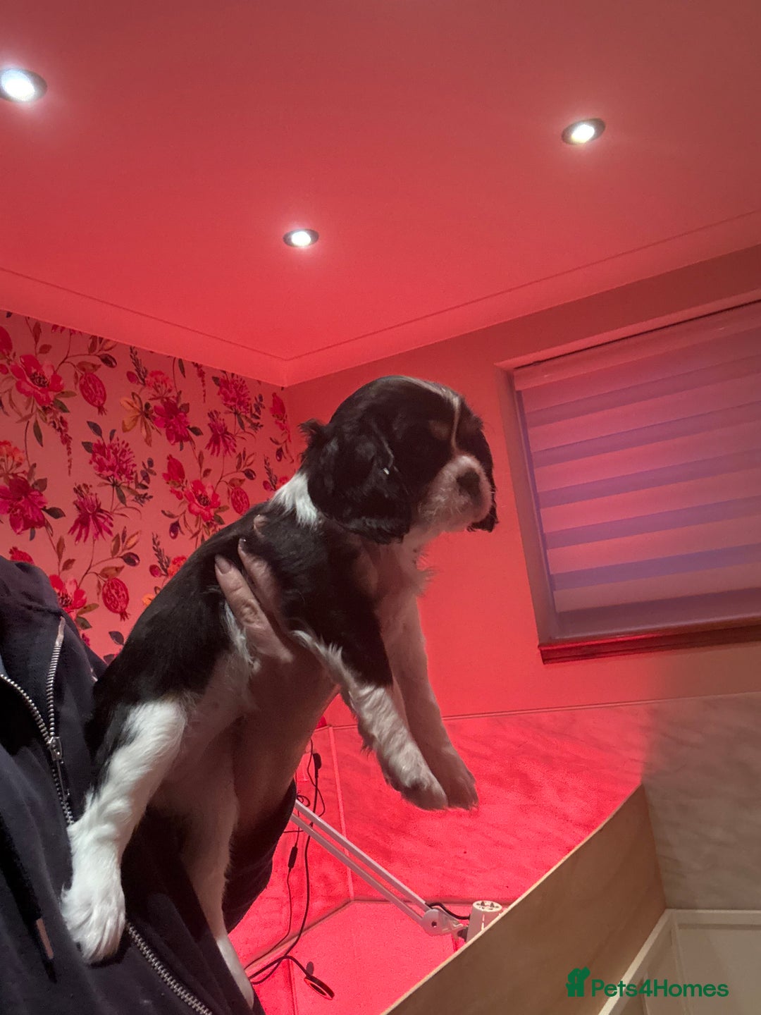 Cavalier King Charles Spaniel dogs for sale: All Rehomed  - Advert 6