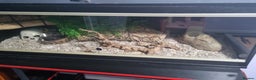 Snake reptiles for sale: Cornsnake  - Advert 2