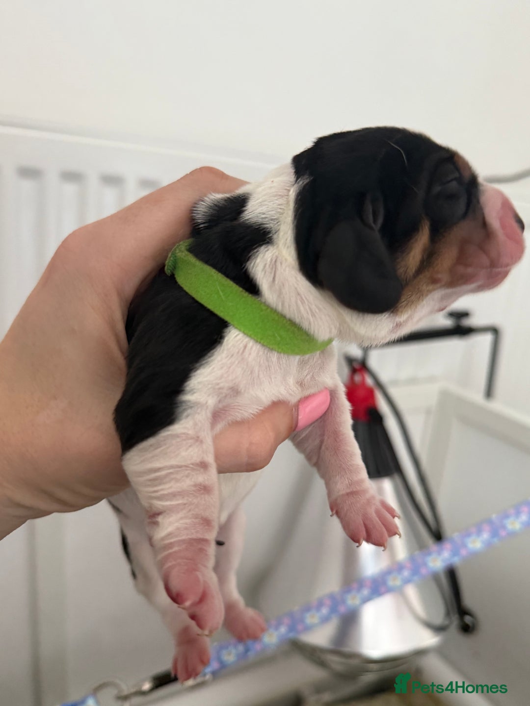 Basset Hound dogs for sale: Beautiful Basset Hound Puppies  - Image 31