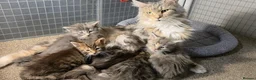 Maine Coon cats for sale: Tica Beautiful Maine Coon Kittens  in Sittingbourne - Advert 14