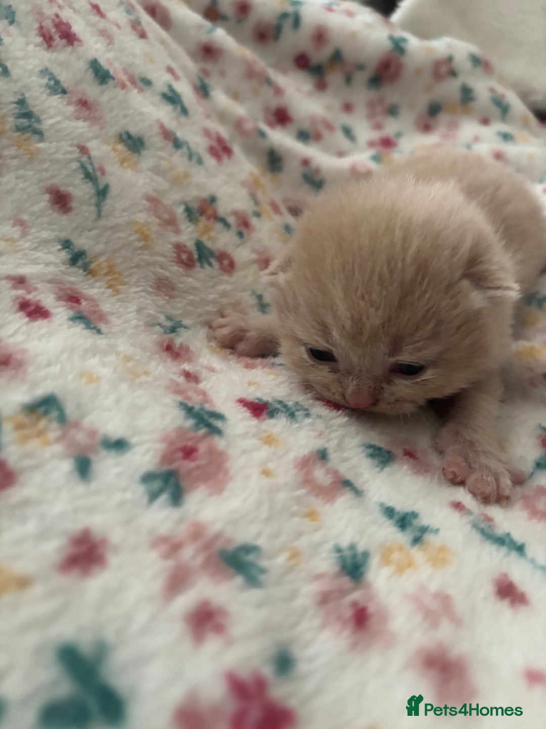 Brazilian Shorthair cats for sale: Stunning Gccf ..BRITISH SHORTHAIR Blue cream  - Image 13