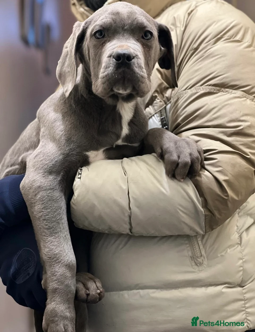 Cane Corso dogs for sale: CANE CORSO - Advert 5