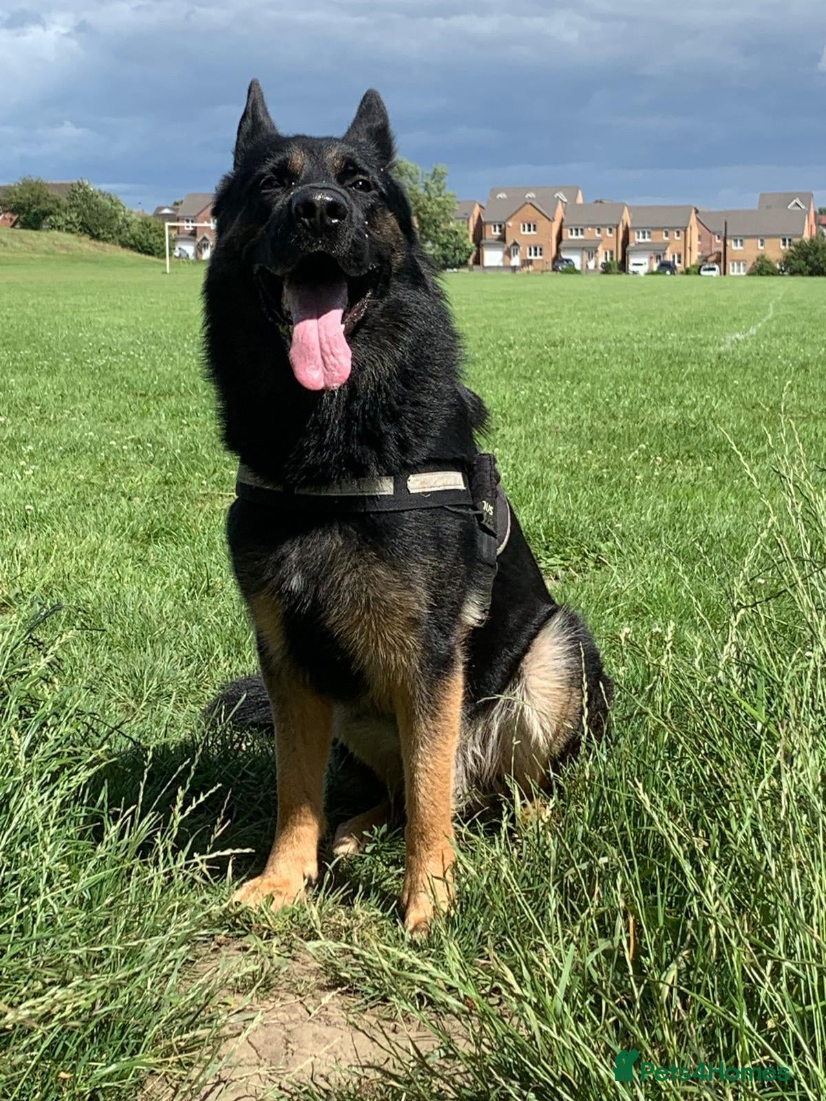 Zeus