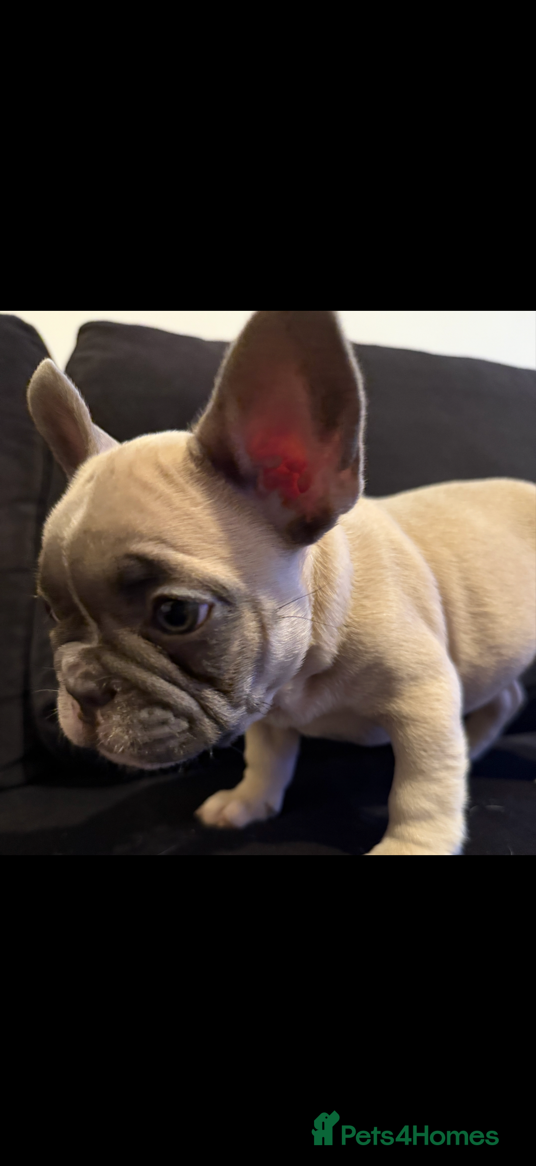 French Bulldog dogs for sale: Kennel club registered, no time wasters🩷 - Image 1