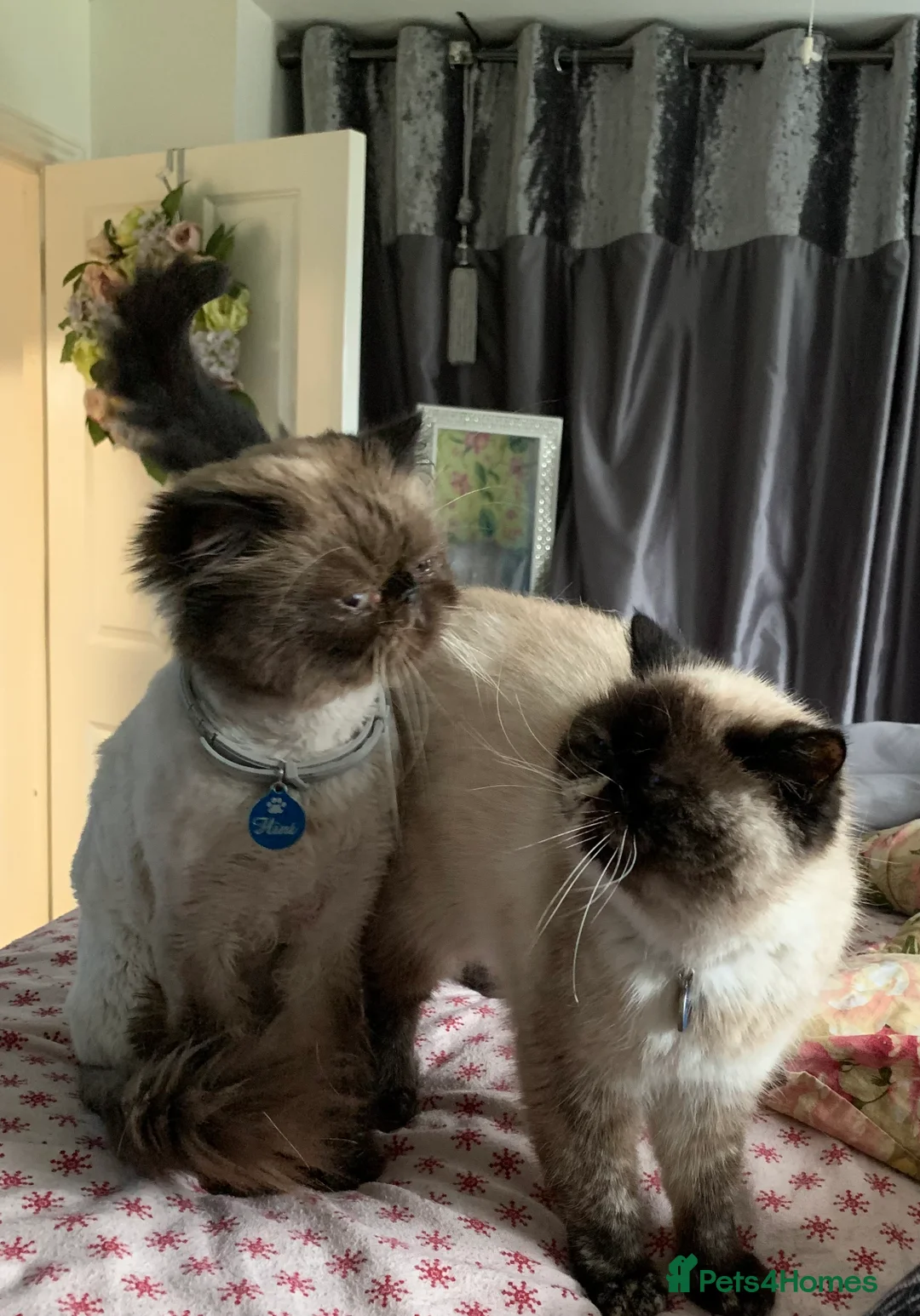 Persian cats for stud: For stud  - Advert 4