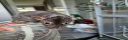 Rat rodents for sale: Bonded pair of male Dumbo ratties.  - Advert 4