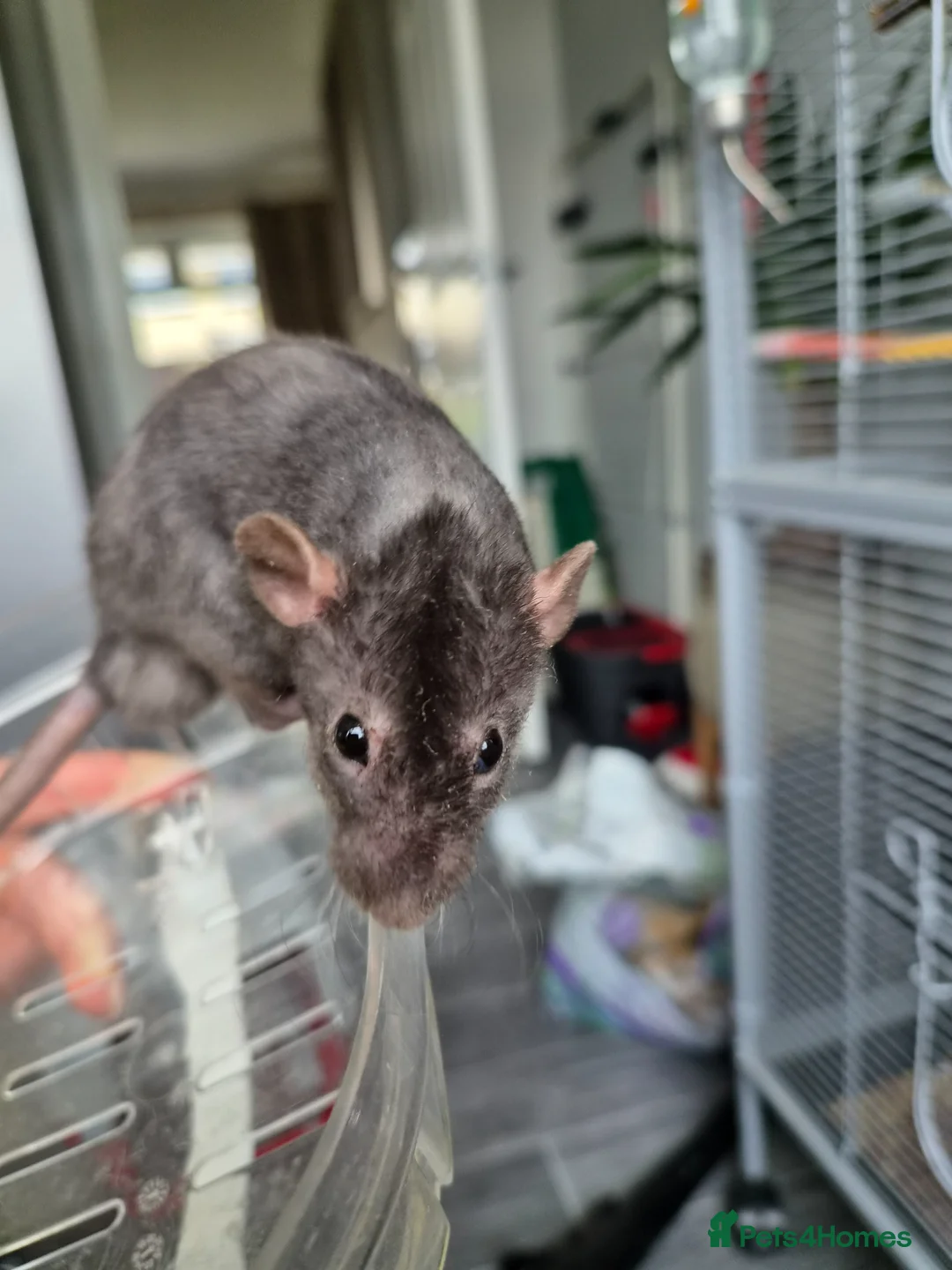 Rat rodents for sale: Bonded pair of male Dumbo ratties.  - Advert 4