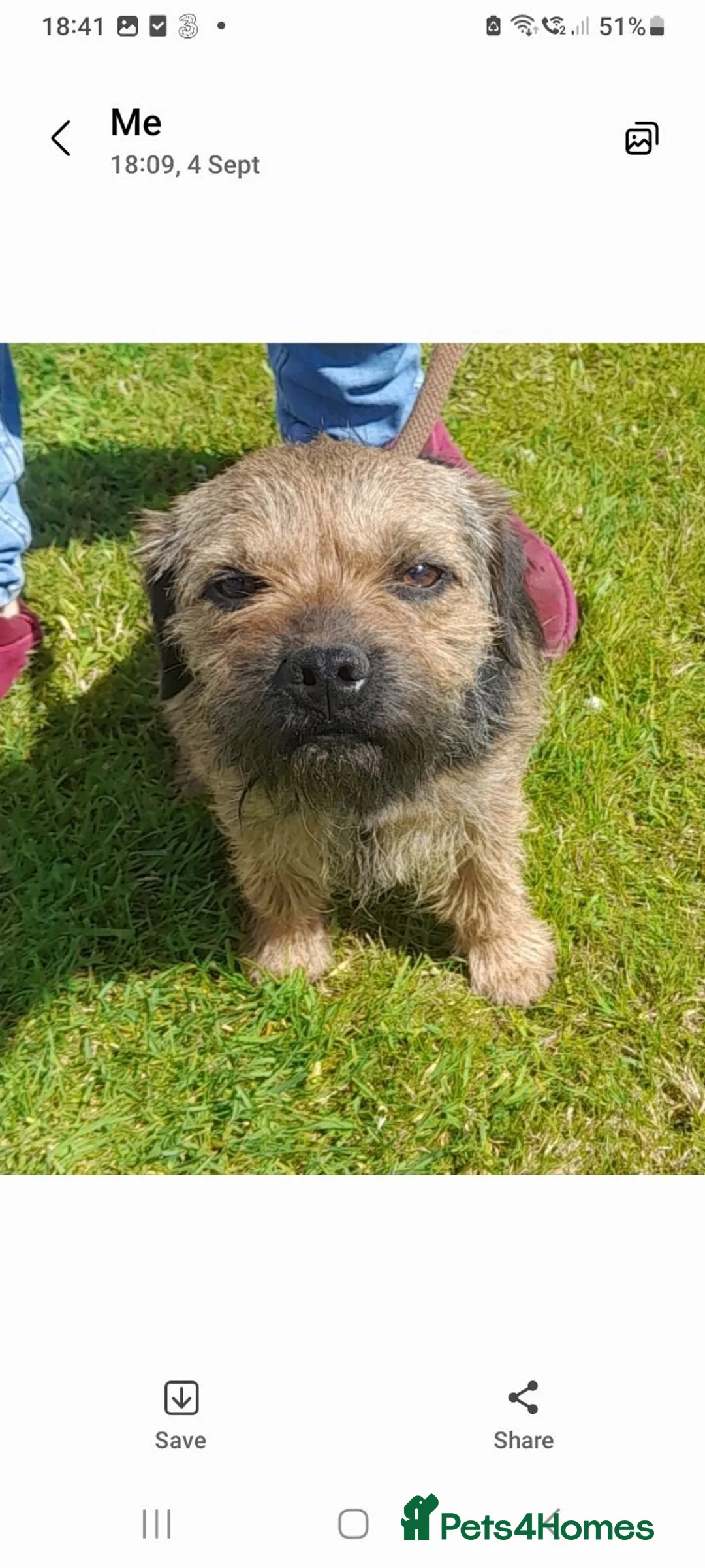 Border Terrier dogs for stud: Blue and tan stud dog available  - Advert 3