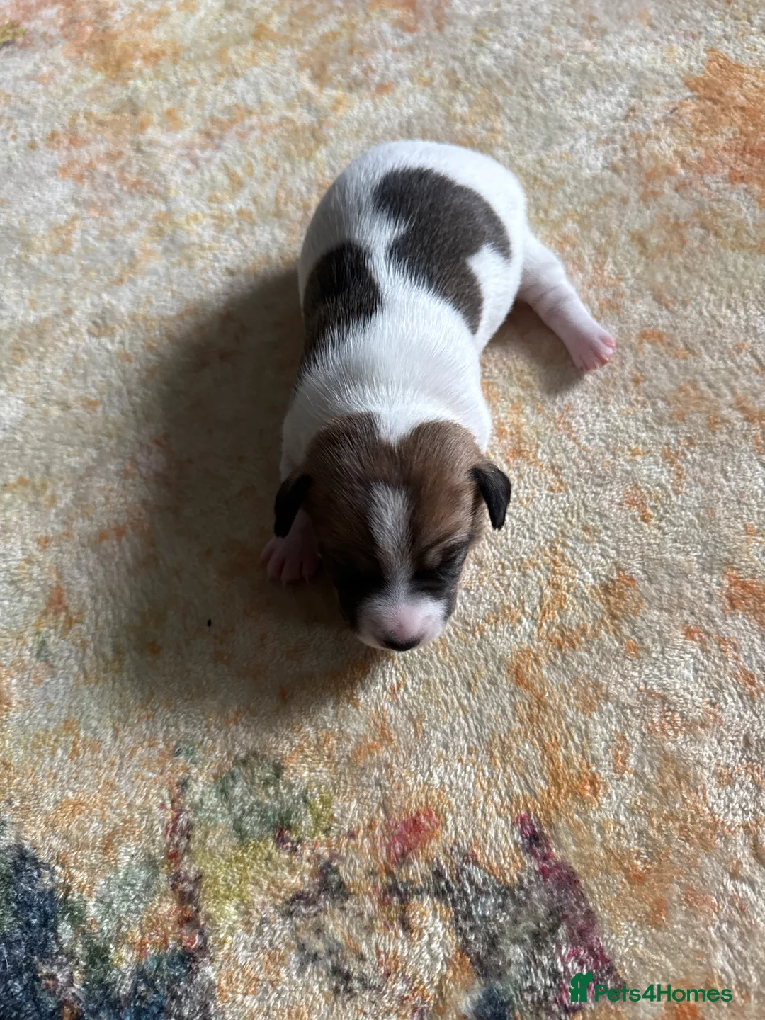 Jack Russell dogs for sale: Jack Russell  - Advert 6