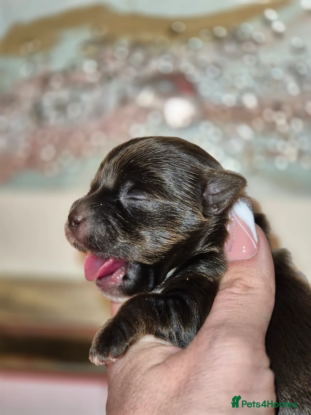 Yorkshire Terrier dogs for sale: REDUCED LAST 2 BOYS  - Advert 17