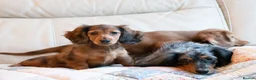Miniature Dachshund dogs for sale:  Miniature Long-Haired Dachshund Puppies–Red Merle - Advert 13