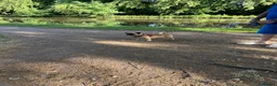 Pug dogs for sale: Beautiful pug - Advert 8